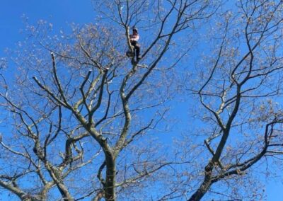 midlands gardening 38