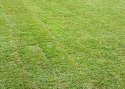 midlands gardening 5